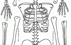 Pin On Teaching Anatomy