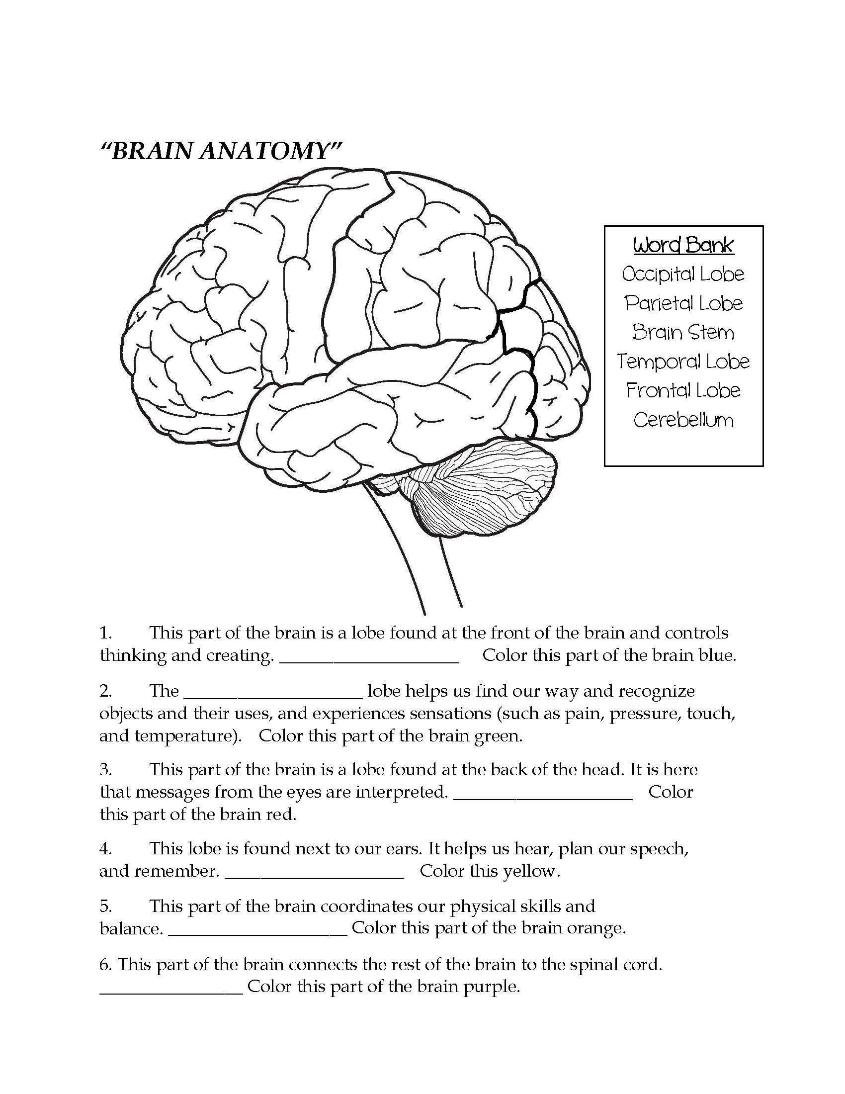 Student Worksheet Brain Anatomy Activity 1b Answer Key Anatomy Worksheets