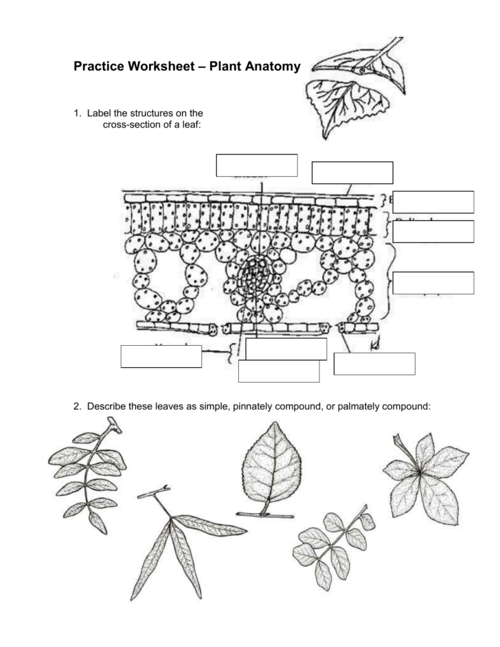Practice Worksheet Plant Anatomy