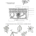 Plant Anatomy 2