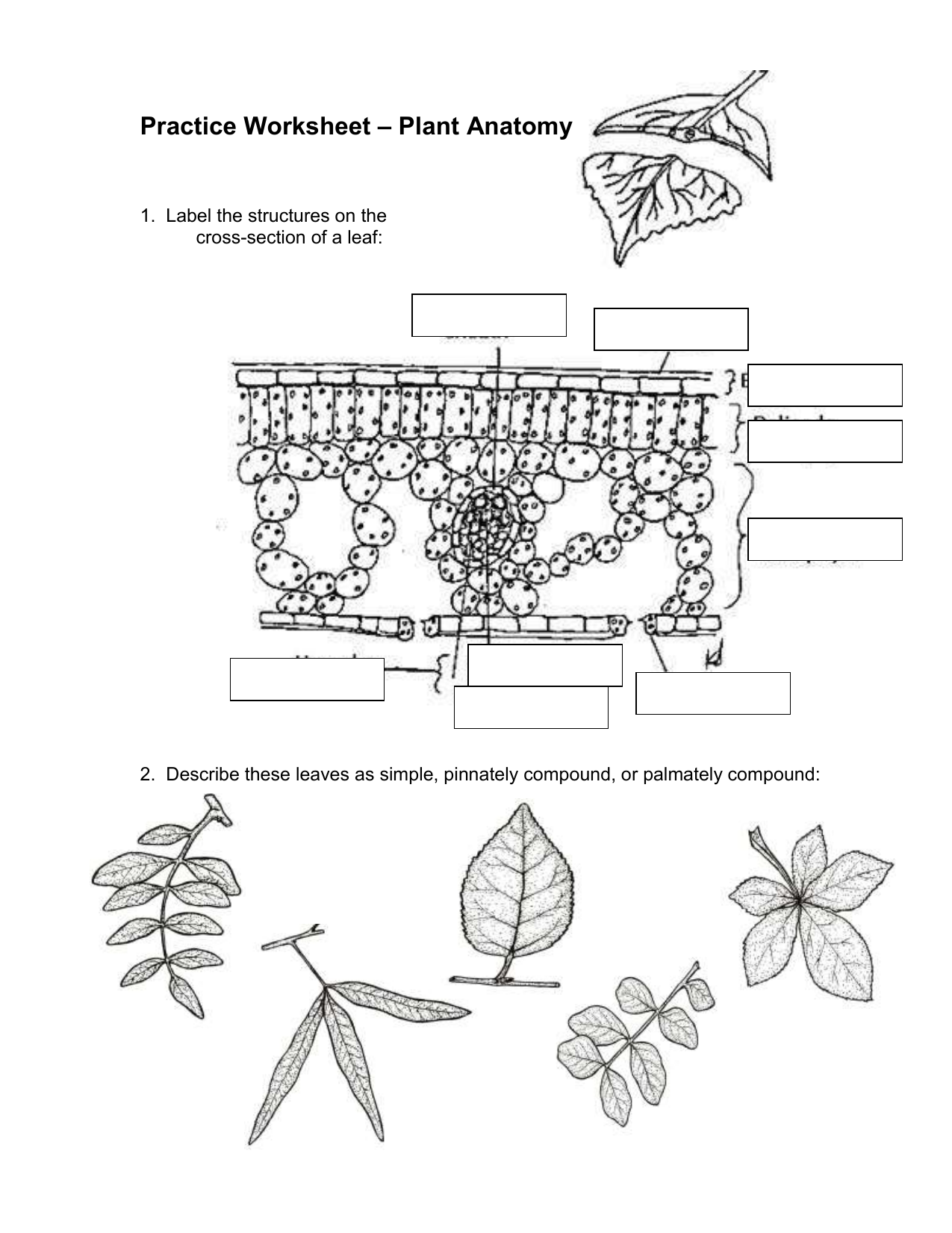 Plant Anatomy Worksheet Answers Anatomy Worksheets