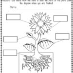 Plant Labeling Worksheet Freebie Teach Your Students About The