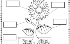 Plant Labeling Worksheet Freebie Teach Your Students About The