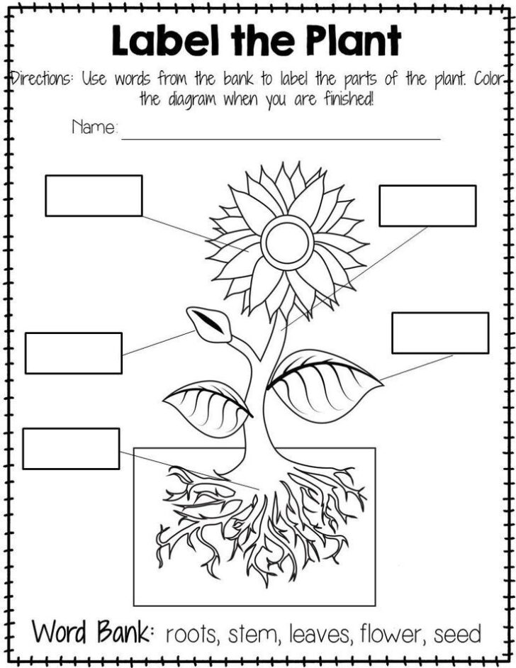 Plant Labeling Worksheet Freebie Teach Your Students About The