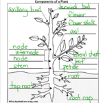 Plant Parts And Functions Worksheet Free Worksheets Samples
