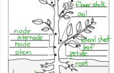 Plant Parts And Functions Worksheet Free Worksheets Samples