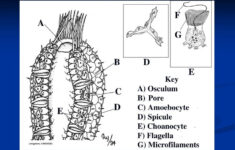 PPT Animal Phyla Porifera Cnidaria PowerPoint Presentation ID