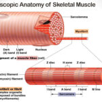 PPT The Muscular System PowerPoint Presentation Free Download ID