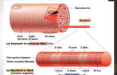 PPT The Muscular System PowerPoint Presentation Free Download ID