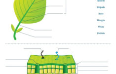 Premium Vector Leaf Anatomy Worksheet Illustration