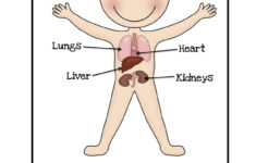 Preschool Printables Body Preschool Preschool Activities Preschool