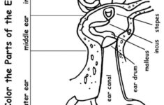 Print Coloring Image MomJunction Ear Anatomy Human Ear Anatomy