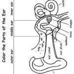 Print Coloring Image MomJunction Ear Anatomy Human Ear Anatomy