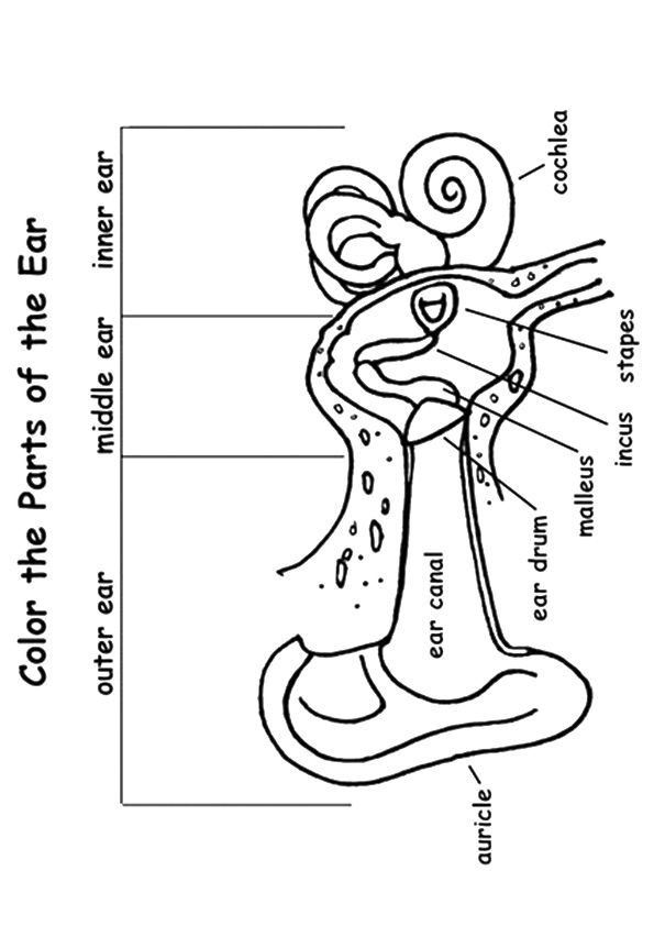 Eye And Ear Anatomy Worksheet Answers Anatomy Worksheets