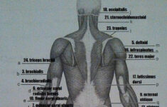 Print Exercise 14 Gross Anatomy Of The Muscular System Flashcards