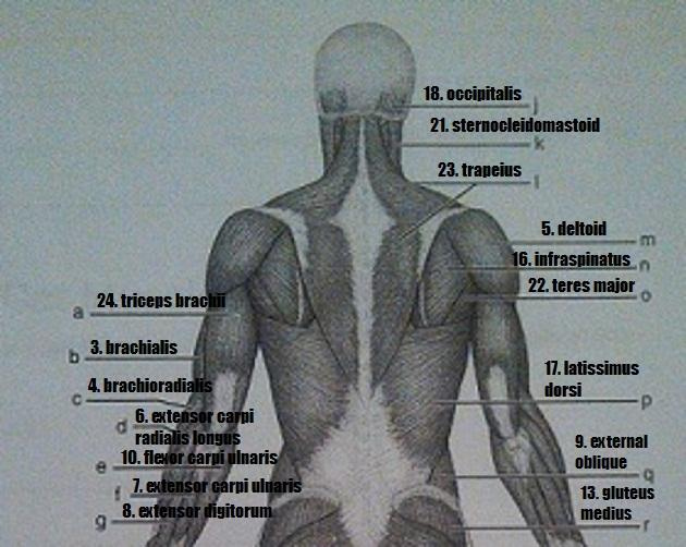 Gross Anatomy Of The Muscular System Worksheet Answers
