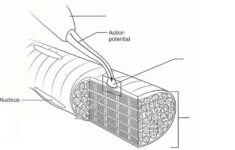 Print Exercise 14 Microscopic Anatomy And Organization Of Skeletal