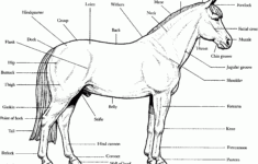 Print Horse Anatomy S16e4 Coloring Pages Horse Anatomy Horse