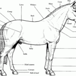 Print Horse Anatomy S16e4 Coloring Pages Horse Anatomy Horse