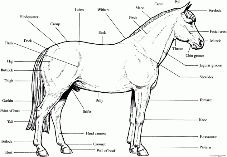Horse Anatomy Coloring Pages Printable