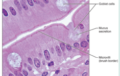 Print Tissue Lab Practical Flashcards Easy Notecards