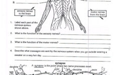 Printable Anatomy Labeling Worksheets Animal Anatomy And Physiology