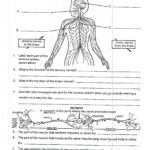 Printable Anatomy Labeling Worksheets Animal Anatomy And Physiology