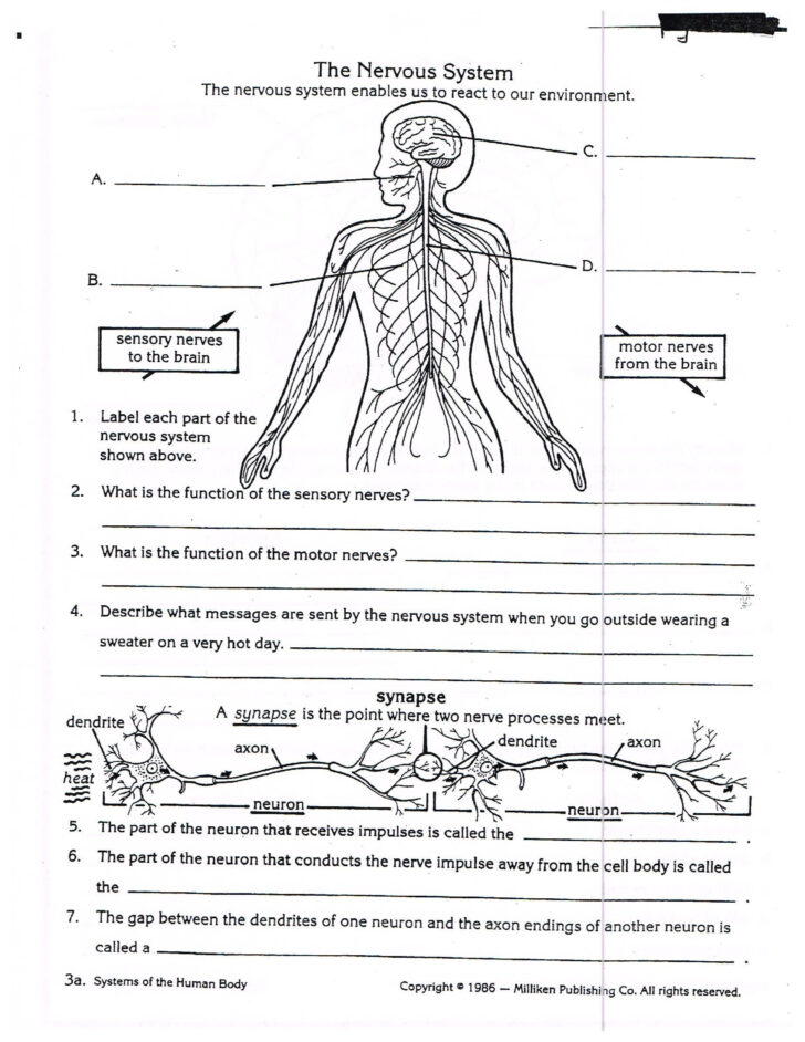Animal Anatomy And Physiology Worksheets