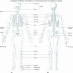 Printable Anatomy Labeling Worksheets Beautiful Skeleton Parts