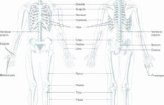 Printable Anatomy Labeling Worksheets Beautiful Skeleton Parts