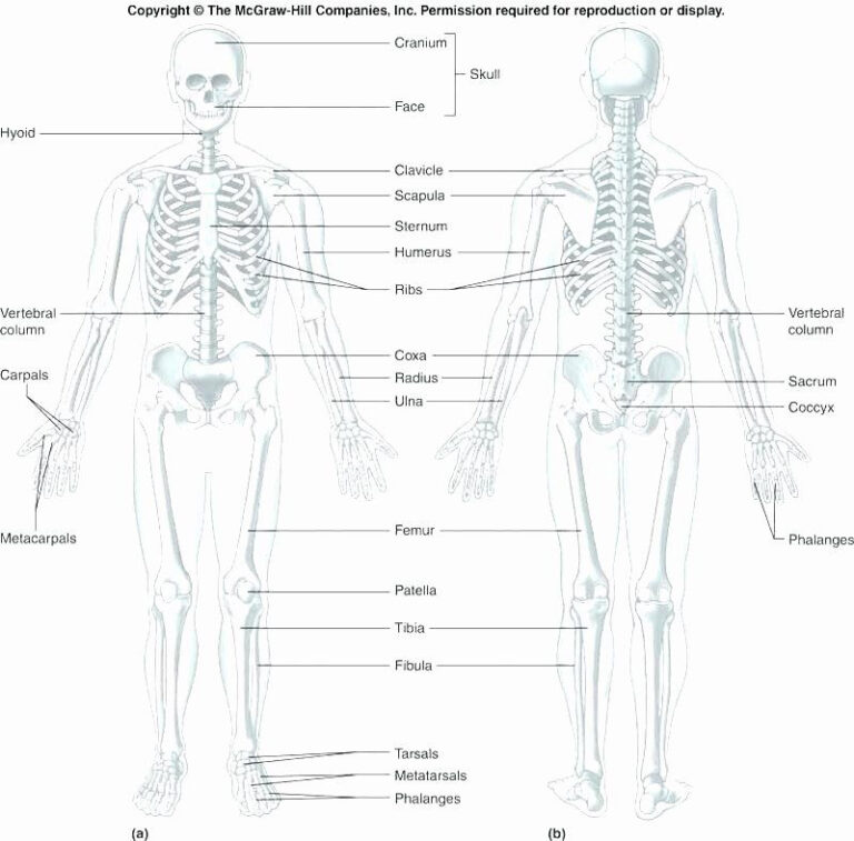 Printable Anatomy Labeling Worksheets Beautiful Skeleton Parts Anatomy Worksheets 8369