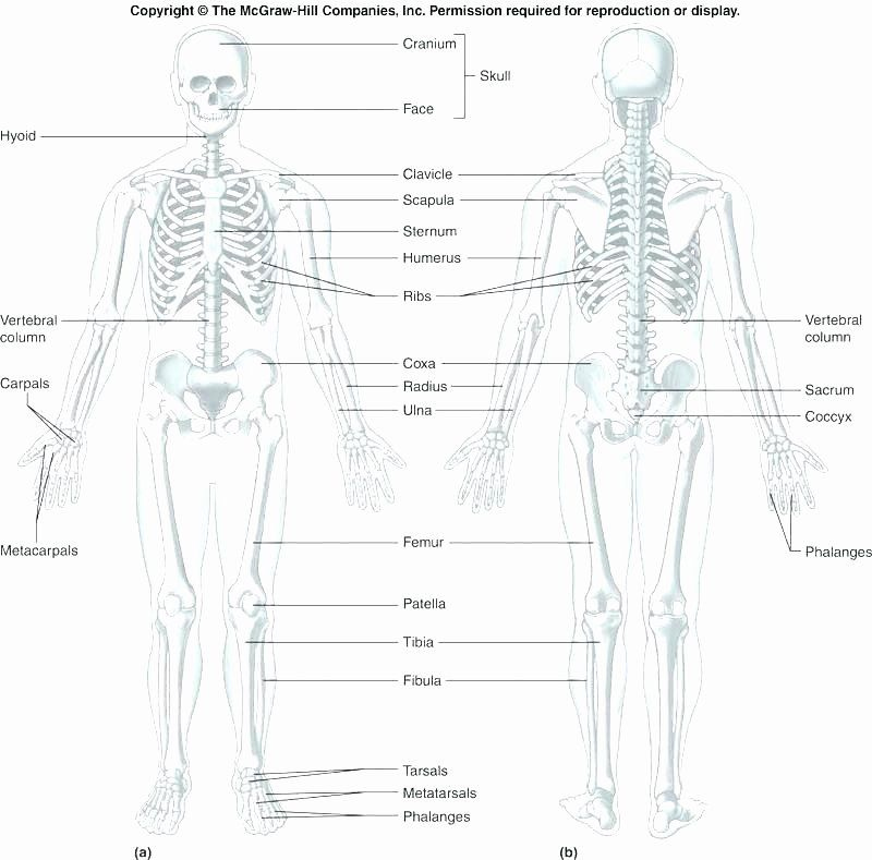 Printable Anatomy Labeling Worksheets Beautiful Skeleton Parts 