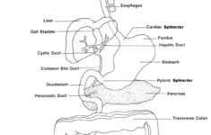 Printable Anatomy Labeling Worksheets Human Anatomy Worksheet In 2020