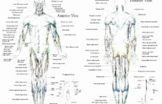 Printable Anatomy Labeling Worksheets Inspirational Organs Of The Body