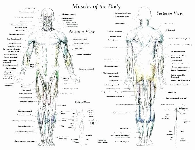 Printable Anatomy Labeling Worksheets Inspirational Organs Of The Body 