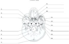 Printable Anatomy Labeling Worksheets Skull Bones Coloring With Answers