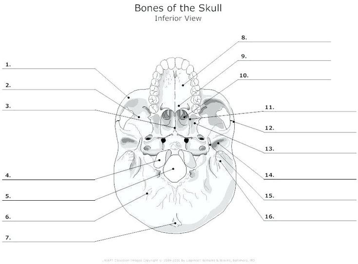 Printable Anatomy Labeling Worksheets Skull Bones Coloring With Answers 
