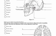 Printable Anatomy Labeling Worksheets Unlabeled Occipital Skull