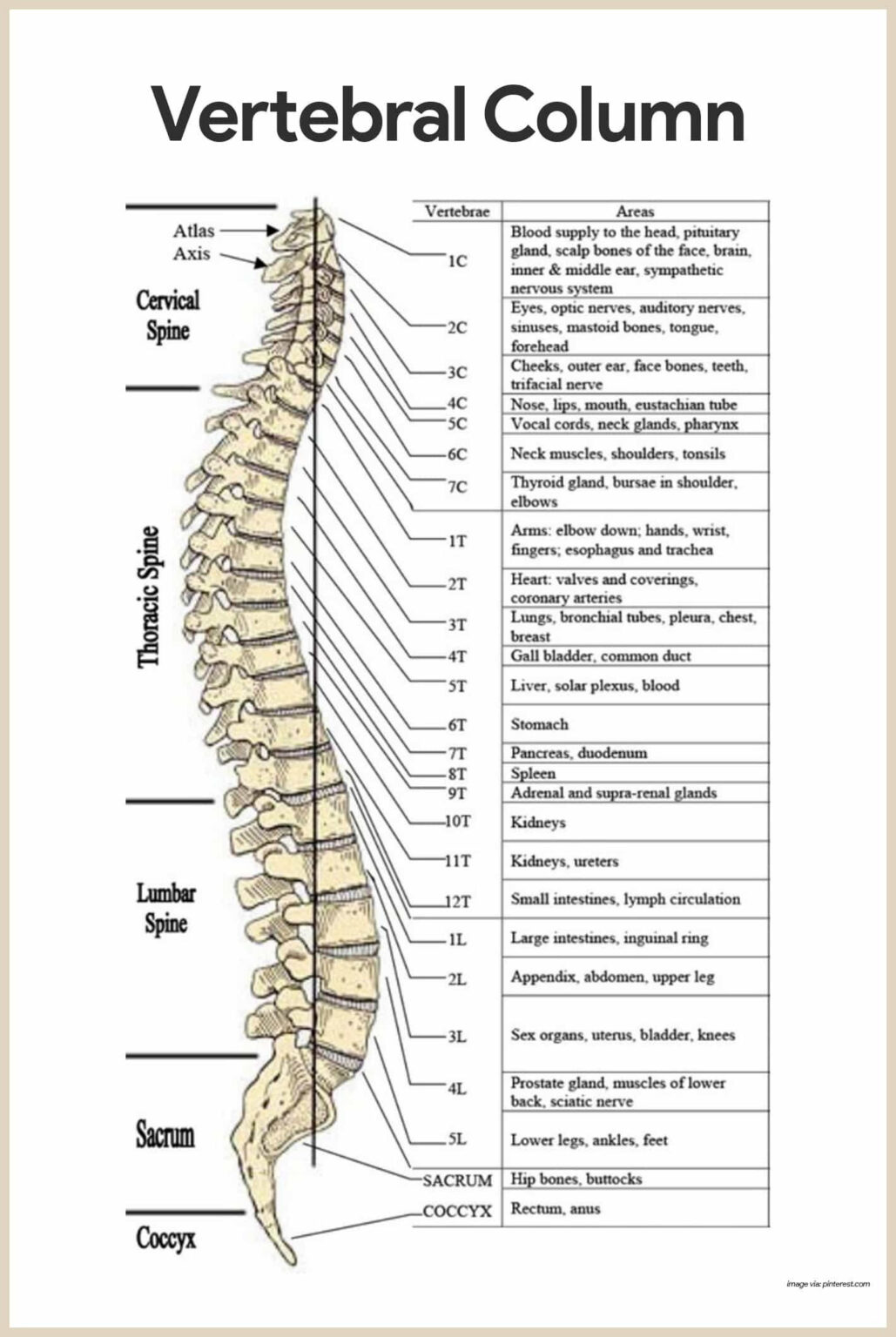 Printable Anatomy Labeling Worksheets Vertebral Column Labeling Anatomy Worksheets 2287