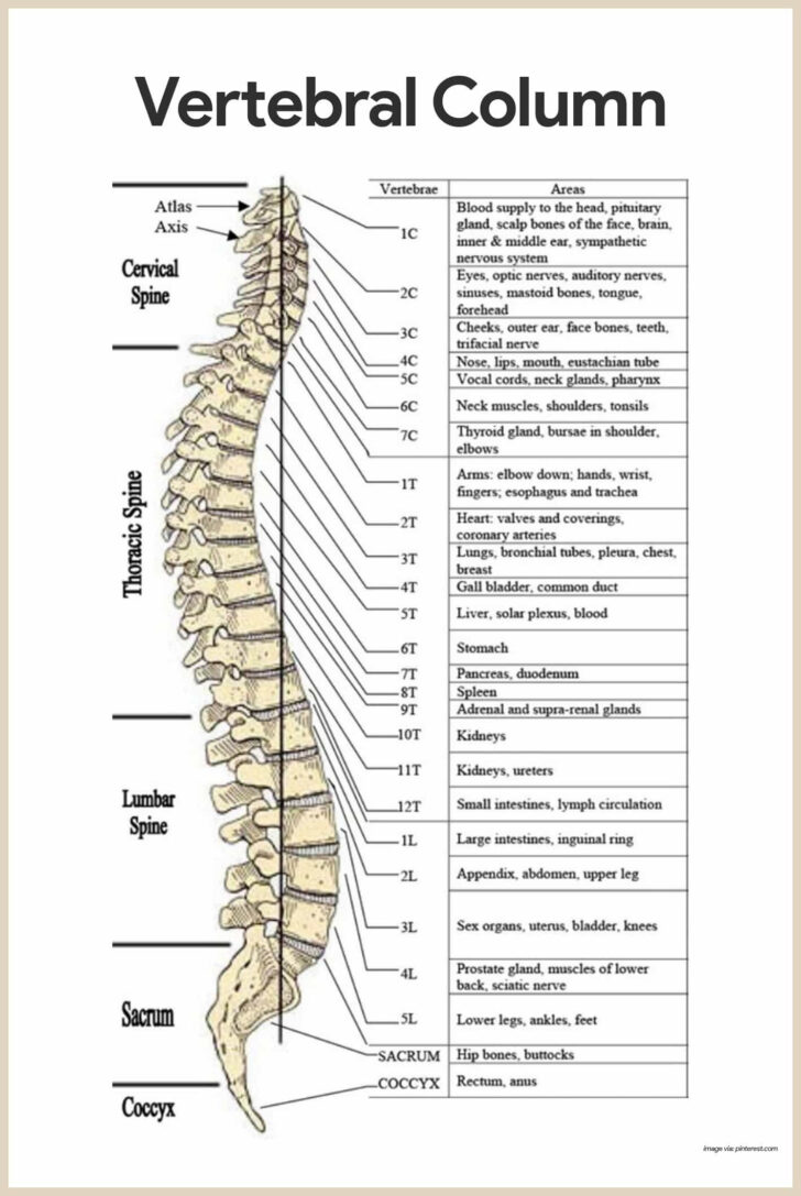 Spine Anatomy Worksheet