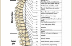 Printable Anatomy Labeling Worksheets Vertebral Column Labeling