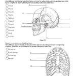 Printable Anatomy Labeling Worksheets With Answers Learning How To Read