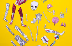 Printable Anatomy Puzzles For Kids Adventure In A Box