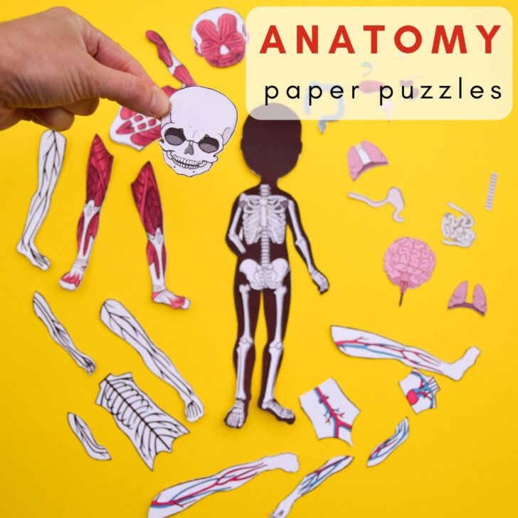 Anatomy Puzzle For Kids Printable