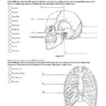 Printable Anatomy Worksheets Label Skin Diagram Worksheet Human Anatomy