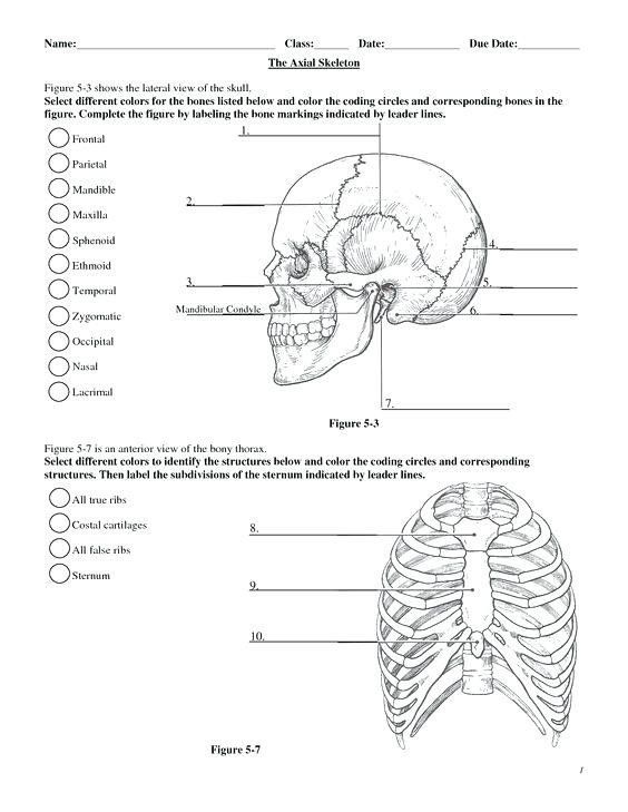 Printable Anatomy Worksheets Label Skin Diagram Worksheet Human Anatomy 
