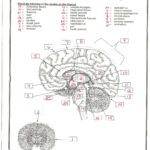 Printable Brain Anatomy Worksheet Learning How To Read