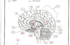 Printable Brain Anatomy Worksheet Learning How To Read