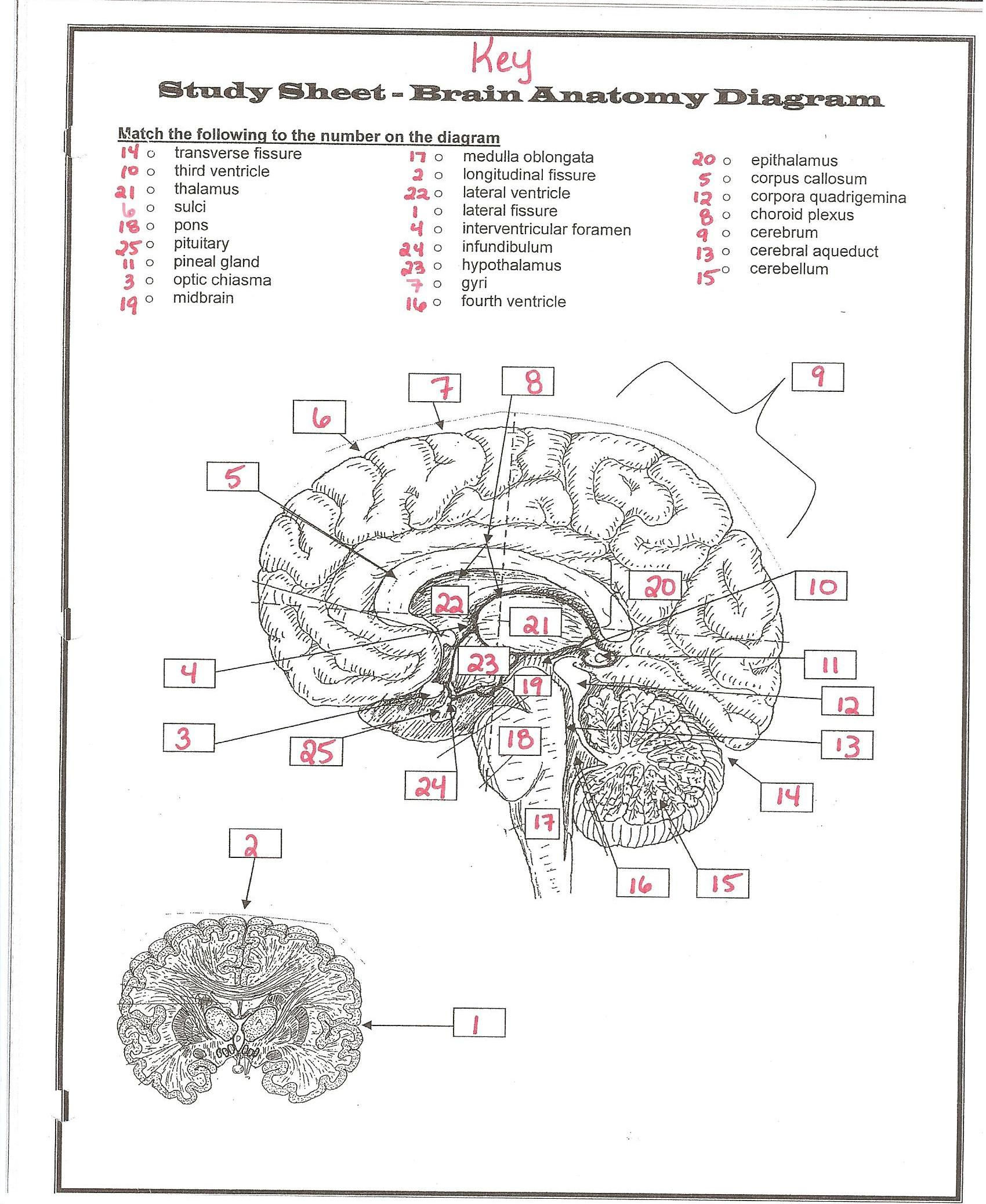 Printable Brain Anatomy Worksheet Learning How To Read