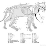 Printable Cat Skeleton Cat Coloring Book Cat Anatomy Coloring Books